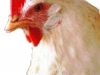 Chicken1.jpg